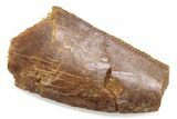 Bargain Raptor Tooth - Real Dinosaur Tooth #376525-1